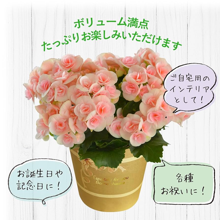 希少品種！ベゴニア・ロッキー（Begonia rockii）東北限定で出品 希少品種！ベゴニア・ロッキー（Begonia rockii）東北限定で出品